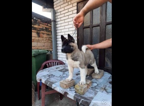 americka akita 01.jpg